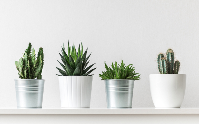 Cacti in plant pots